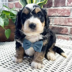 Bentley/Bernedoodle/Male/5 weeks Adopt a dog:Bentley/Bernedoodle/Male/5 weeks,Bentley is the name and making you laugh is my game. I'm a silly pup who loves to play around. I'm quite the little cut up. I just know that with me by your side you will never be bored. I will be your best friend for life. We will play, cuddle, and kiss as often as possible and I promise to always keep you entertained and happy. We are a match made in heaven, so make the call that brings me home!