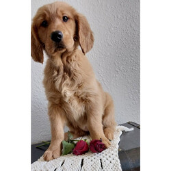 Sharaiah/Golden Retriever/Female/13 weeks Adopt a dog:Sharaiah/Golden Retriever/Female/13 weeks,Hi, my name is Sharaiah. I am so excited I love to be around people, and you will enjoy being with me! I’m looking forward to meeting my new forever family. Could that be with you? I sure hope so. I am a gorgeous puppy with a personality to match. I am also up to date on my vaccinations and vet checked from head to tail, so when you see me, I will be as healthy as can be. What are you waiting for? I know I will be the best friend you have dreamed of.