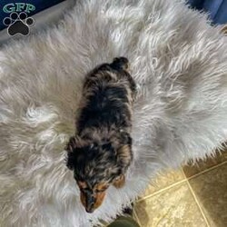 Benji- Mini/Dachshund									Puppy/Male																/7 Weeks,Meet Benji. Benji is a mini long haired dachshund. Mom Tootsie weighs around 12 lbs and is such a sweet mom. Dad Leo weighs around 10 lbs and is a very friendly dog.