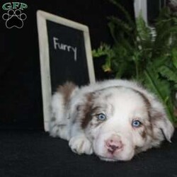 Furry/Border Collie									Puppy/Male																/December 29th, 2024,Say hello to Furry, the most adorable Border Collie puppy! This sweetie pie is already so smart and he comes up to date on shots and dewormer and will be vet checked before going home. He is well socialized with adults and children. Both parents are great farm dogs! If you are looking for a trainable puppy contact us today!