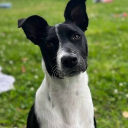 Tommy/Australian Kelpie/Male/8 Months,Meet Tommy, an irresistibly adorable 6-month-old black and white Kelpie cross who is ready to find his forever home! With his playful spirit and sweet demeanor, Tommy is sure to capture your heart and become a cherished member of your family. This little guy is bursting with energy and curiosity, which means he’s looking for an active family who can keep up with his playful antics. Kelpies are known for their intelligence and agility, and Tommy is no exception; he thrives on mental stimulation and physical exercise. Daily walks, fun play sessions, and exciting adventures will be essential to keep him happy and healthy. Tommy is not just looking for a home—he’s seeking a committed owner who understands the importance of training and socialization. He is eager to learn and will flourish with positive reinforcement techniques that will help him develop into a well-mannered adult dog. Whether it’s learning basic commands, engaging in fun activities, or simply enjoying time outdoors, Tommy is ready to bond and grow with a loving family. He would do best in an environment where he can participate in family activities and outdoor explorations, so if you enjoy hiking, playing in the park, or just spending time outdoors, Tommy will be your perfect partner. His playful nature and loving spirit make him an excellent fit for families who can provide the time, patience, and attention he needs. If you’re ready to welcome a joyful and energetic pup into your life, Tommy is waiting for you! With the right family by his side, he’s sure to bring laughter, love, and unforgettable memories to your home. Don’t miss the chance to make this sweet boy a part of your family—he can’t wait to start his adventure with you! If you are interested in giving this wonderful pet a home, please CLICK HERE to visit our website and complete an expression of interest. 