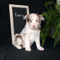 Furry/Border Collie									Puppy/Male																/December 29th, 2024,Say hello to Furry, the most adorable Border Collie puppy! This sweetie pie is already so smart and he comes up to date on shots and dewormer and will be vet checked before going home. He is well socialized with adults and children. Both parents are great farm dogs! If you are looking for a trainable puppy contact us today!