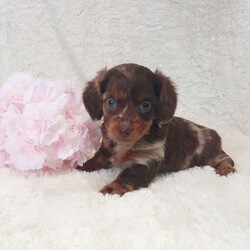 Daisy/Dachshund									Puppy/Female														/6 Weeks,Meet Daisy, this sweet little girl loves to cuddle, she has very unique coloring and is well socialized with kids. Daisy will come with a vet health certificate, a health guarantee and a genetic guarantee. She is up to date on shots and dewormed. We do offer delivery service anywhere in the US . For more info or any additional questions contact James. 