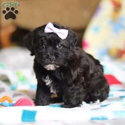 Dory/Yorkie Poo									Puppy/Female														/10 Weeks,Meet Dory! She is the cutest little Yorkiepoo puppy, a delightful blend of a Yorkie and Poodle, inheriting the best traits from both breeds. With her soft, wavy coat, bright sparkly eyes, and playful personality, she is the perfect combination of charm and energy. She’s affectionate, trainable, and full of love, making her an ideal companion for any family. Whether she’s snuggling up for cuddles or bouncing around with excitement, she brings endless joy and warmth to our home. 