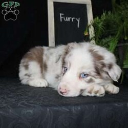 Furry/Border Collie									Puppy/Male																/December 29th, 2024,Say hello to Furry, the most adorable Border Collie puppy! This sweetie pie is already so smart and he comes up to date on shots and dewormer and will be vet checked before going home. He is well socialized with adults and children. Both parents are great farm dogs! If you are looking for a trainable puppy contact us today!