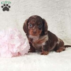 Daisy/Dachshund									Puppy/Female														/6 Weeks,Meet Daisy, this sweet little girl loves to cuddle, she has very unique coloring and is well socialized with kids. Daisy will come with a vet health certificate, a health guarantee and a genetic guarantee. She is up to date on shots and dewormed. We do offer delivery service anywhere in the US . For more info or any additional questions contact James. 