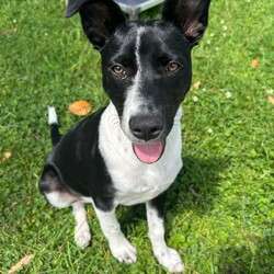 Tommy/Australian Kelpie/Male/8 Months,Meet Tommy, an irresistibly adorable 6-month-old black and white Kelpie cross who is ready to find his forever home! With his playful spirit and sweet demeanor, Tommy is sure to capture your heart and become a cherished member of your family. This little guy is bursting with energy and curiosity, which means he’s looking for an active family who can keep up with his playful antics. Kelpies are known for their intelligence and agility, and Tommy is no exception; he thrives on mental stimulation and physical exercise. Daily walks, fun play sessions, and exciting adventures will be essential to keep him happy and healthy. Tommy is not just looking for a home—he’s seeking a committed owner who understands the importance of training and socialization. He is eager to learn and will flourish with positive reinforcement techniques that will help him develop into a well-mannered adult dog. Whether it’s learning basic commands, engaging in fun activities, or simply enjoying time outdoors, Tommy is ready to bond and grow with a loving family. He would do best in an environment where he can participate in family activities and outdoor explorations, so if you enjoy hiking, playing in the park, or just spending time outdoors, Tommy will be your perfect partner. His playful nature and loving spirit make him an excellent fit for families who can provide the time, patience, and attention he needs. If you’re ready to welcome a joyful and energetic pup into your life, Tommy is waiting for you! With the right family by his side, he’s sure to bring laughter, love, and unforgettable memories to your home. Don’t miss the chance to make this sweet boy a part of your family—he can’t wait to start his adventure with you! If you are interested in giving this wonderful pet a home, please CLICK HERE to visit our website and complete an expression of interest. 