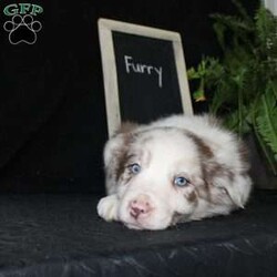 Furry/Border Collie									Puppy/Male																/December 29th, 2024,Say hello to Furry, the most adorable Border Collie puppy! This sweetie pie is already so smart and he comes up to date on shots and dewormer and will be vet checked before going home. He is well socialized with adults and children. Both parents are great farm dogs! If you are looking for a trainable puppy contact us today!