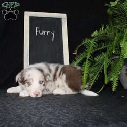 Furry/Border Collie									Puppy/Male																/December 29th, 2024,Say hello to Furry, the most adorable Border Collie puppy! This sweetie pie is already so smart and he comes up to date on shots and dewormer and will be vet checked before going home. He is well socialized with adults and children. Both parents are great farm dogs! If you are looking for a trainable puppy contact us today!