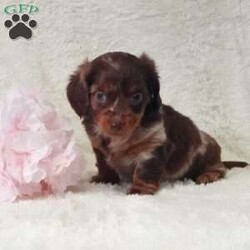 Daisy/Dachshund									Puppy/Female														/6 Weeks,Meet Daisy, this sweet little girl loves to cuddle, she has very unique coloring and is well socialized with kids. Daisy will come with a vet health certificate, a health guarantee and a genetic guarantee. She is up to date on shots and dewormed. We do offer delivery service anywhere in the US . For more info or any additional questions contact James. 