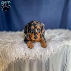 Benji- Mini/Dachshund									Puppy/Male																/7 Weeks,Meet Benji. Benji is a mini long haired dachshund. Mom Tootsie weighs around 12 lbs and is such a sweet mom. Dad Leo weighs around 10 lbs and is a very friendly dog.