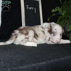Furry/Border Collie									Puppy/Male																/December 29th, 2024,Say hello to Furry, the most adorable Border Collie puppy! This sweetie pie is already so smart and he comes up to date on shots and dewormer and will be vet checked before going home. He is well socialized with adults and children. Both parents are great farm dogs! If you are looking for a trainable puppy contact us today!