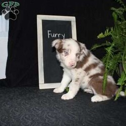 Furry/Border Collie									Puppy/Male																/December 29th, 2024,Say hello to Furry, the most adorable Border Collie puppy! This sweetie pie is already so smart and he comes up to date on shots and dewormer and will be vet checked before going home. He is well socialized with adults and children. Both parents are great farm dogs! If you are looking for a trainable puppy contact us today!
