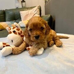 Female Cavapoo is available for adoption