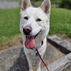 Daisy/Siberian Husky/Female/3 Years 10 Months,Hello there! My name is Daisy, and I’m a spirited Siberian Husky ready to find my forever home. I’ve had a bit of a journey, including some surgery on my front leg, but I’m happy to report that I’ve fully recovered and am feeling great! I’m back to my playful self, eager to explore the world around me. I’m a bit of a shy girl, especially when meeting new people. It takes me some time to warm up, so it’s important that my future family understands that I might need a few meet-and-greet sessions before I feel comfortable. Patience is key with me, but once I trust you, I promise I’ll be your loyal companion! As much as I love to romp around, I also enjoy my quiet moments, especially in outdoor spaces. I thrive with indoor/outdoor access, so having a yard where I can stretch my legs and enjoy the fresh air is ideal for me. This way, I can soak up all the love and attention without feeling overwhelmed. Because of my temperament, I would do best in a home without children under 15. It’s crucial that my new family has experience with Huskies and understands our unique traits. I can be a little quirky, and having someone who knows how to channel my energy and spirit will make a big difference in our lives together. If you think you can offer me the time, space, and understanding I need, I’d love to meet you! Let’s see if we can create some wonderful memories together. 