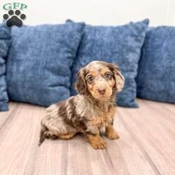 Terry/Dachshund									Puppy/Female														/9 Weeks,Meet Terry! This sweet and adorable Mini long haired Dachshund is looking for a forever family!