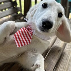 Arctic/Dachshund									Puppy/Male																/February 13th, 2025,AKC Full Registration. DNA tested parents. Arctic is a “Dream Cream” from Promise Land Puppies. He is destined for greatness either in his forever home or the AKC show ring. He is a long hair English Cream Mini Dachshund with an excellent pedigree. He comes full AKC registration. His breeder has carefully planned his litter with both parents being DNA tested. All puppies complete a meticulous head to tail health exam and receive age appropriate shots, and microchipped. All puppies are wormed at 2, 4, 6 and 8 weeks. Pee pad training and puppy food and water introduction begins at 4 weeks. Socialization with adults, children and other dogs begin at birth. All puppies have a one year health guarantee. When it comes time for getting your new puppy home Promise Land Puppies has you covered with several options:
