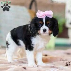 Addie/Cavalier King Charles Spaniel									Puppy/Female														/9 Weeks,Meet Addie, the sweetest AKC Cavalier King Charles Spaniel! She’s the perfect blend of gentle affection and playful charm. Cavaliers are known for their loving nature, making them wonderful companions who thrive on human connection. With her silky, beautiful coat and expressive eyes, she will steal your heart in an instant! Whether she’s happily trotting beside you on a walk or curling up for cozy snuggles, she’ll bring endless joy to your home.