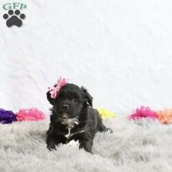 Gloria/Havapoo									Puppy/Female														/6 Weeks,Introducing Gloria, a delightful and playful black havapoo puppy ready to fill your home with joy and laughter. With her stunning black coat and charming personality, Gloria is the perfect companion for families and individuals alike. She loves to frolic and play, bringing boundless energy and affection to your life. Ideal for anyone seeking a loyal and loving pet, Gloria is not just a puppy; she’s a bundle of joy waiting for a forever home. Don’t miss the chance to welcome this adorable furball into your heart and home!