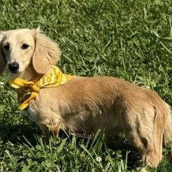 Arctic/Dachshund									Puppy/Male																/February 13th, 2025,AKC Full Registration. DNA tested parents. Arctic is a “Dream Cream” from Promise Land Puppies. He is destined for greatness either in his forever home or the AKC show ring. He is a long hair English Cream Mini Dachshund with an excellent pedigree. He comes full AKC registration. His breeder has carefully planned his litter with both parents being DNA tested. All puppies complete a meticulous head to tail health exam and receive age appropriate shots, and microchipped. All puppies are wormed at 2, 4, 6 and 8 weeks. Pee pad training and puppy food and water introduction begins at 4 weeks. Socialization with adults, children and other dogs begin at birth. All puppies have a one year health guarantee. When it comes time for getting your new puppy home Promise Land Puppies has you covered with several options: