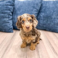 Terry/Dachshund									Puppy/Female														/9 Weeks,Meet Terry! This sweet and adorable Mini long haired Dachshund is looking for a forever family!