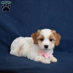 Stella/Cavachon									Puppy/Female														/8 Weeks,Hi my name is Stella! If your looking for your furever companion pick me.  I’m sweet,outgoing,playful and will bring you years of joy. 