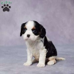 Reba/Cavalier King Charles Spaniel									Puppy/Female														/10 Weeks,Meet Reba, a sweet and loving Cavalier King Charles who’s ready to find her forever home! This little bundle of joy has been raised in a warm, caring environment where she’s showered with love and attention. She’s well-socialized, making her a perfect fit for families, couples, or anyone looking for a loyal companion. Reba has been vet-checked, is up to date on vaccines and dewormer, and comes microchipped for added peace of mind. Her AKC-registered parents have been genetically health tested, so you know she comes from a strong, healthy background. Plus, she comes with a health guarantee! Whether she’s snuggling in your arms or bouncing around with excitement, Reba will bring happiness to your home. Delivery options are available—reach out today to make her yours!