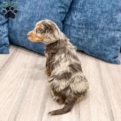 Terry/Dachshund									Puppy/Female														/9 Weeks,Meet Terry! This sweet and adorable Mini long haired Dachshund is looking for a forever family!