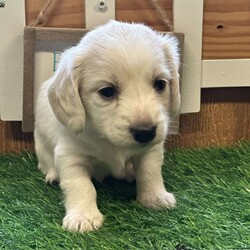 Arctic/Dachshund									Puppy/Male																/February 13th, 2025,AKC Full Registration. DNA tested parents. Arctic is a “Dream Cream” from Promise Land Puppies. He is destined for greatness either in his forever home or the AKC show ring. He is a long hair English Cream Mini Dachshund with an excellent pedigree. He comes full AKC registration. His breeder has carefully planned his litter with both parents being DNA tested. All puppies complete a meticulous head to tail health exam and receive age appropriate shots, and microchipped. All puppies are wormed at 2, 4, 6 and 8 weeks. Pee pad training and puppy food and water introduction begins at 4 weeks. Socialization with adults, children and other dogs begin at birth. All puppies have a one year health guarantee. When it comes time for getting your new puppy home Promise Land Puppies has you covered with several options: