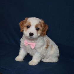 Stella/Cavachon									Puppy/Female														/8 Weeks,Hi my name is Stella! If your looking for your furever companion pick me.  I’m sweet,outgoing,playful and will bring you years of joy. 