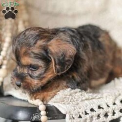 Lila/Yorkie Poo									Puppy/Female														/6 Weeks,Meet our adorable Yorkipoos! They are sweet and cuddly and would make the perfect addition to your family! Our children love to cuddle them and give them lots of attention!