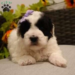 Cindi/Coton de Tulear Mix									Puppy/Female														/February 20th, 2025,Cindi is not just a puppy he’s a darling Pooton, a bundle of love waiting to become your loyal companion. Spend a little time with them and they will stick by your side no matter what, their loyalty is outstanding. Playtime is no joke to them, and they will always find a way to make you smile whether its snuggling up to you on the couch or running around the house. With a silky, soft coat and deep brown, puppy-dog eyes, this little baby will steal your heart from the very first minute you see him. Don’t miss a lifetime of tail wags and puppy dog kisses make him yours today!! Calvin will join his loving family with: First vet exam already completed Current on necessary vaccines and dewormer One year health guarantee Microchipped Our adorable puppies come from a loving and well-cared-for home. The mother,Cay is a Coton De Tulear doting, attentive parent. Chester the father is a mini Poodle exudes playfulness and intelligence. These proud parents have imparted their wonderful traits to their offspring, ensuring that our puppies will make fantastic companions for their future families. Rest assured, the care and love these parents have received are reflected in the happy and healthy puppies they’ve produced
