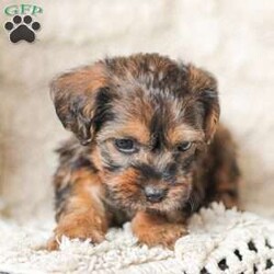 Lila/Yorkie Poo									Puppy/Female														/6 Weeks,Meet our adorable Yorkipoos! They are sweet and cuddly and would make the perfect addition to your family! Our children love to cuddle them and give them lots of attention!
