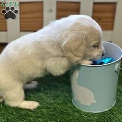 Arctic/Dachshund									Puppy/Male																/February 13th, 2025,AKC Full Registration. DNA tested parents. Arctic is a “Dream Cream” from Promise Land Puppies. He is destined for greatness either in his forever home or the AKC show ring. He is a long hair English Cream Mini Dachshund with an excellent pedigree. He comes full AKC registration. His breeder has carefully planned his litter with both parents being DNA tested. All puppies complete a meticulous head to tail health exam and receive age appropriate shots, and microchipped. All puppies are wormed at 2, 4, 6 and 8 weeks. Pee pad training and puppy food and water introduction begins at 4 weeks. Socialization with adults, children and other dogs begin at birth. All puppies have a one year health guarantee. When it comes time for getting your new puppy home Promise Land Puppies has you covered with several options: