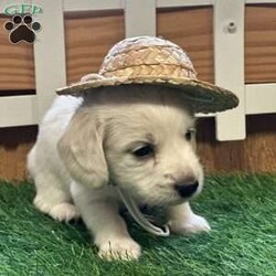 Arctic/Dachshund									Puppy/Male																/February 13th, 2025,AKC Full Registration. DNA tested parents. Arctic is a “Dream Cream” from Promise Land Puppies. He is destined for greatness either in his forever home or the AKC show ring. He is a long hair English Cream Mini Dachshund with an excellent pedigree. He comes full AKC registration. His breeder has carefully planned his litter with both parents being DNA tested. All puppies complete a meticulous head to tail health exam and receive age appropriate shots, and microchipped. All puppies are wormed at 2, 4, 6 and 8 weeks. Pee pad training and puppy food and water introduction begins at 4 weeks. Socialization with adults, children and other dogs begin at birth. All puppies have a one year health guarantee. When it comes time for getting your new puppy home Promise Land Puppies has you covered with several options: