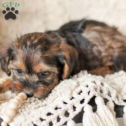 Lila/Yorkie Poo									Puppy/Female														/6 Weeks,Meet our adorable Yorkipoos! They are sweet and cuddly and would make the perfect addition to your family! Our children love to cuddle them and give them lots of attention!