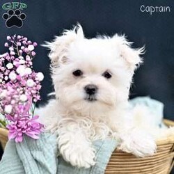 Captain/Maltese									Puppy/Male																/11 Weeks,These adorable Maltese puppies are searching for their loving forever homes! Raised in a caring family environment, they are well-socialized and accustomed to daily interaction, ensuring they grow into friendly, affectionate companions. Their sweet and playful nature makes them a perfect fit for families, singles, or anyone looking for a loyal, loving pet.