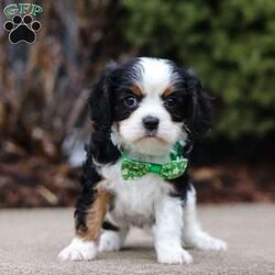 Dereck/Cavalier King Charles Spaniel									Puppy/Male																/7 Weeks,Meet Dereck, a dashing Cavalier King Charles Spaniel with a heart of gold and an endlessly affectionate spirit! With his luxuriously soft coat and expressive eyes, he embodies the charm and elegance of his breed. This little guy is full of love and always ready to greet you with a wagging tail and plenty of kisses. His playful yet gentle demeanor makes him a wonderful companion for families, children, and anyone looking for a loyal best friend. Whether he’s chasing after toys, snuggling up for belly rubs, or simply enjoying time by your side, this pup’s warm and loving nature will bring joy to every moment!