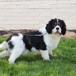 Dereck/Cavalier King Charles Spaniel									Puppy/Male																/7 Weeks,Meet Dereck, a dashing Cavalier King Charles Spaniel with a heart of gold and an endlessly affectionate spirit! With his luxuriously soft coat and expressive eyes, he embodies the charm and elegance of his breed. This little guy is full of love and always ready to greet you with a wagging tail and plenty of kisses. His playful yet gentle demeanor makes him a wonderful companion for families, children, and anyone looking for a loyal best friend. Whether he’s chasing after toys, snuggling up for belly rubs, or simply enjoying time by your side, this pup’s warm and loving nature will bring joy to every moment!