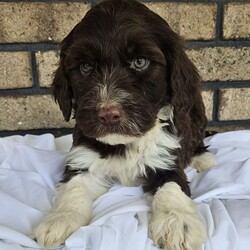 Ryker/Portuguese Water Dog									Puppy/Male																/8 Weeks,Meet our Portuguese waterdog puppies they are up to date on there shots an deworming,vet checked, AKC registered. Along with the puppy you will receive an health check paper, shot an deworming records, one year health guarantee! Our Portuguese puppies are well socialized, playful, loves kids they make a great companion for you or your family for more info call or text!