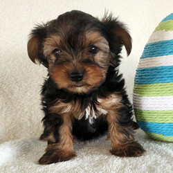 Adopt a dog:Marshall/Yorkshire Terrier/Male/9 weeks,Hi, I'm Marshall! I'm a 9-week-old male Yorkshire Terrier with a beautiful black & tan coat, born on February 6, which makes me an Aquarius sign. I'll be ready to go home to my forever family after April 25, once I'm grown enough to leave my litter. When I reach my adult size, I should weigh between 7–10 lbs. I'm AKC registered. Some might even say I'm a tennis ball connoisseur! I like anything that gets my tail wagging. I can play for hours, then curl up for a good 'ol nap.