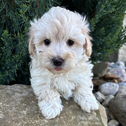 Adopt a dog:Makai/Maltipoo/Male/6 weeks,Hi, I'm Makai! I'm a 6-week-old male Maltipoo with a beautiful cream coat, born on February 21, which makes me a Pisces sign. I'll be ready to go home to my forever family after April 18, once I'm grown enough to leave my litter. When I reach my adult size, I should weigh between 7–9 lbs. My heart is full of love, and I'm ready to share it with you.