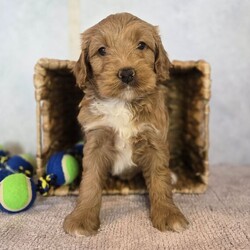 Adopt a dog:Luna/Goldendoodle/Female/6 weeks,Hi, I'm Luna! I'm a 6-week-old female Goldendoodle with a beautiful apricot coat, born on February 24, which makes me a Pisces sign. I'll be ready to go home to my forever family after April 28, once I'm grown enough to leave my litter. I'm ICA registered. I have a lifetime experience of being cute. I've been a cutie since the day I was born! My fur is unlike any other and my cute face has been known to melt a heart or two.
