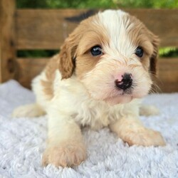 Adopt a dog:Emma/Cavalier King Charles Spaniel/Female/7 weeks,Hi, I'm Emma! I'm a 7-week-old female Cavalier King Charles Spaniel with a beautiful blenheim coat, born on February 19, which makes me a Pisces sign. I'll be ready to go home to my forever family after April 16, once I'm grown enough to leave my litter. When I reach my adult size, I should weigh between 13–18 lbs. I'm AKC registered. I'm excited to be your loyal companion and cuddle buddy.