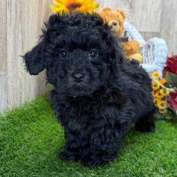 Adopt a dog:Fudge/Poodle/Male/10 weeks,Hi, I'm Fudge! I'm a 10-week-old male Poodle with a beautiful black coat, born on January 24, which makes me an Aquarius sign. I'll be ready to go home to my forever family after March 21, once I'm grown enough to leave my litter. I'm AKC registered. Be prepared for endless love, laughter, and puppy kisses.