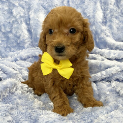 Greyson/Goldendoodle/Male/6 weeks Adopt a dog:Greyson/Goldendoodle/Male/6 weeks,Hi, I'm Greyson! I'm a 6-week-old male Goldendoodle with a beautiful red coat, born on February 21, which makes me a Pisces sign. I'll be ready to go home to my forever family after April 18, once I'm grown enough to leave my litter. I'm ICA registered. The bond that we'll build, of love and affection, will make a lifelong partnership and an unforgettable connection.