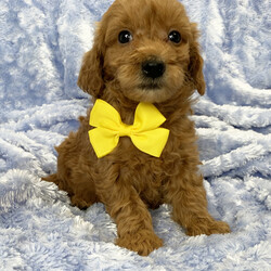 Greyson/Goldendoodle/Male/6 weeks Adopt a dog:Greyson/Goldendoodle/Male/6 weeks,Hi, I'm Greyson! I'm a 6-week-old male Goldendoodle with a beautiful red coat, born on February 21, which makes me a Pisces sign. I'll be ready to go home to my forever family after April 18, once I'm grown enough to leave my litter. I'm ICA registered. The bond that we'll build, of love and affection, will make a lifelong partnership and an unforgettable connection.
