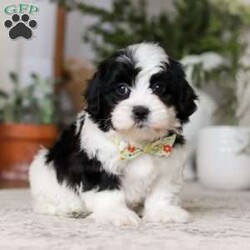 Buddy/Teddy Bear									Puppy/Male	/12 Weeks,Meet Buddy, the snuggliest Teddy Bear you’ll ever meet! With his ultra-soft fur, warm button eyes, and cuddly little paws, Buddy is the perfect companion for hugs, comfort, and endless adventures. Whether he’s tagging along for playtime, offering a soft shoulder during nap time, or simply sitting by your side, Buddy brings a sense of calm and coziness wherever he goes. His sweet smile and lovable charm make him a timeless friend for kids and grown-ups alike. With Buddy in your arms, you’ll always have a little extra love to hold on to.