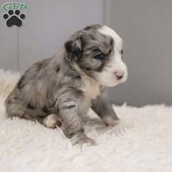 Elaine/Old English Sheepdog Mix									Puppy/Female	/11 Weeks,This is a F1b Mini Old English Mountain Doodle, a mix between an OES and a Mini Bernedoodle. Old English Mountain Doodles are playful, intelligent, loving, sociable and great family dogs. Sheepadoodles have a goofy and fun personality, mixed with the Bernese Mountain Dog it gives them a more mellow temperment. They are typically between 35-50 lbs full grown. Our puppies come with their first round of shots and dewormer and will be vet checked to ensure a healthy puppy. We take great pride in getting our puppies ready for their forever homes! We offer transportation for those who can not come pick up at our farm. Thanks for checking us out, feel free to reach out with any other questions or additional photos.