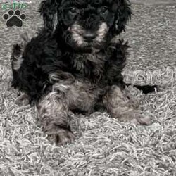 Kirby/Mini Labradoodle									Puppy/Male																/7 Weeks,Meet Kirby! He is a sweet, friendly little guy who is sure to steal your heart with his handsome little face! He was born and raised on our family farm and loves to play with his siblings and us. He is an F1B mini labradoodle- his Mom Daisy is a standard size first generation labradoodle weighing around 40 pounds and his Daddy Duke is a miniature registered poodle weighing around 12 pounds. We expect Kirby to weigh between 20-30 pounds fully grown. We administered the Early Neurological Stimulation ( ENS)  program to him at a young age. Kirby is Vet Checked, up to date on his age appropriate vaccinations, on a deworming schedule, microchipped and comes with a 1 year Genetic Health Guarantee. Please call or text Eli or Lori if you would like to know more about Kirby or wish to see more pictures or videos. All Sunday call, texts and emails will be returned Monday morning. Delivery is available at an extra cost. 